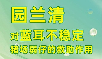 園蘭清對藍耳不穩(wěn)定豬場弱仔的救助作用！